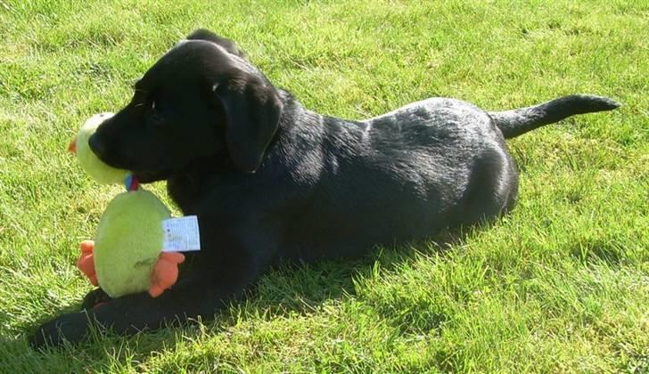 Labrador retriever Bella - Kigger lige. billede 9