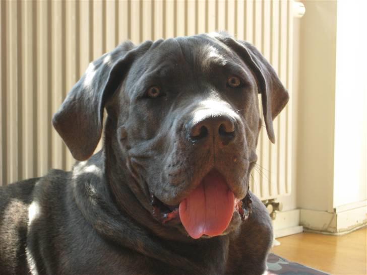 Cane corso Capone billede 19