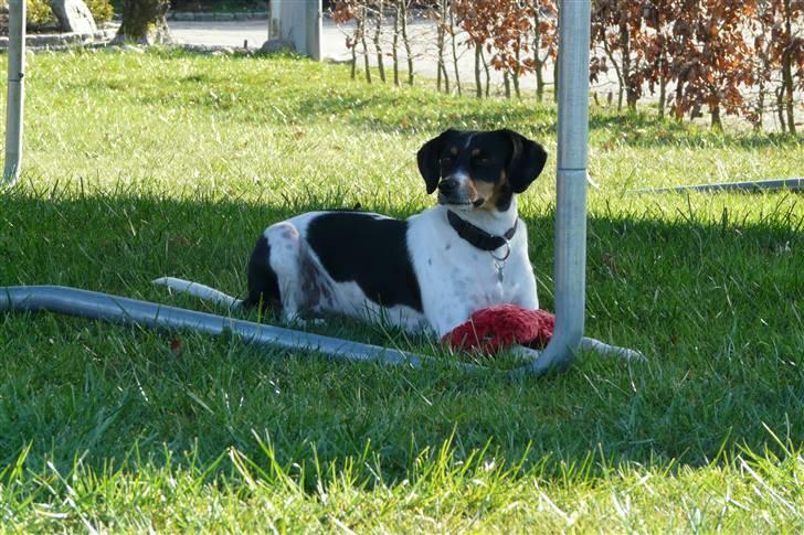 Dansk svensk gaardhund Perle - 24-4-2009 billede 1