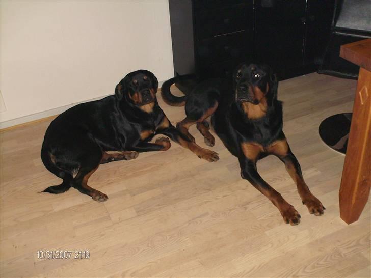 Rottweiler Tequila - Hun er den lille... billede 1
