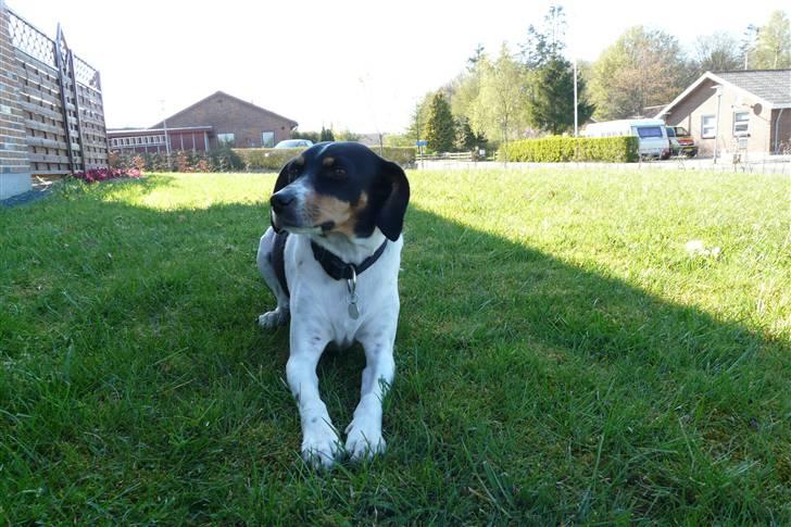 Dansk svensk gaardhund Perle - 24-4-2009 billede 2