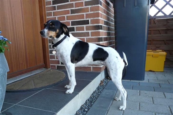 Dansk svensk gaardhund Perle - 24-4-2009 billede 3