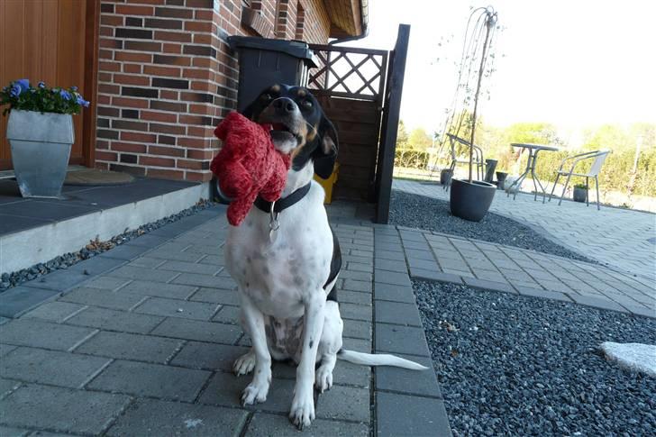 Dansk svensk gaardhund Perle - 24-4-2009 billede 4