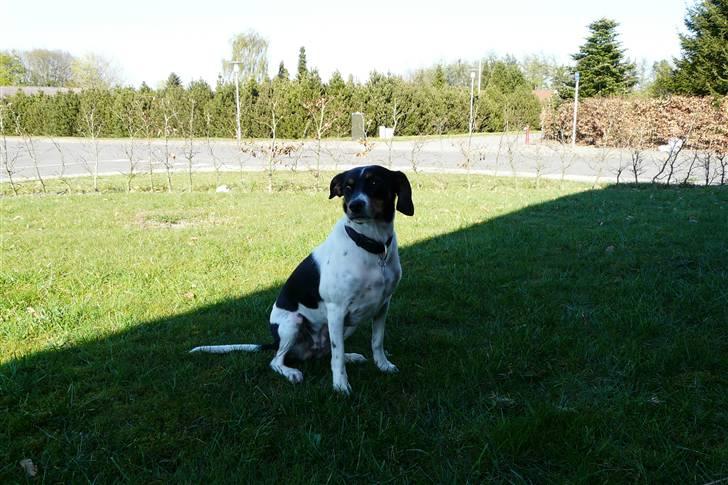 Dansk svensk gaardhund Perle - 24-4-2009 billede 5