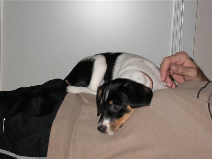 Dansk svensk gaardhund Perle - 20-1-2006 . den første aften vi havde hende. der var hun 9 uger gammel billede 6