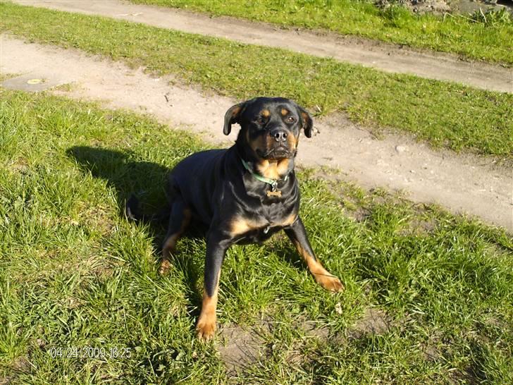 Rottweiler Tequila billede 2