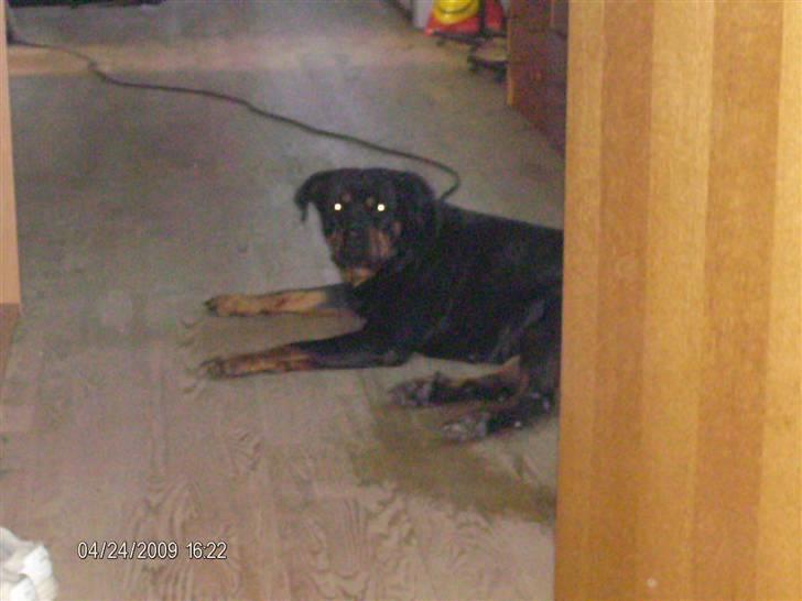 Rottweiler Tequila billede 3