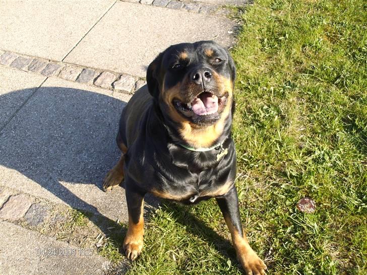 Rottweiler Tequila billede 4