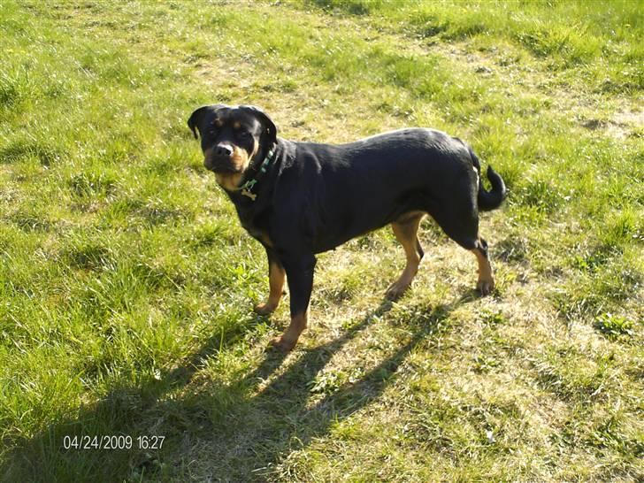 Rottweiler Tequila billede 5