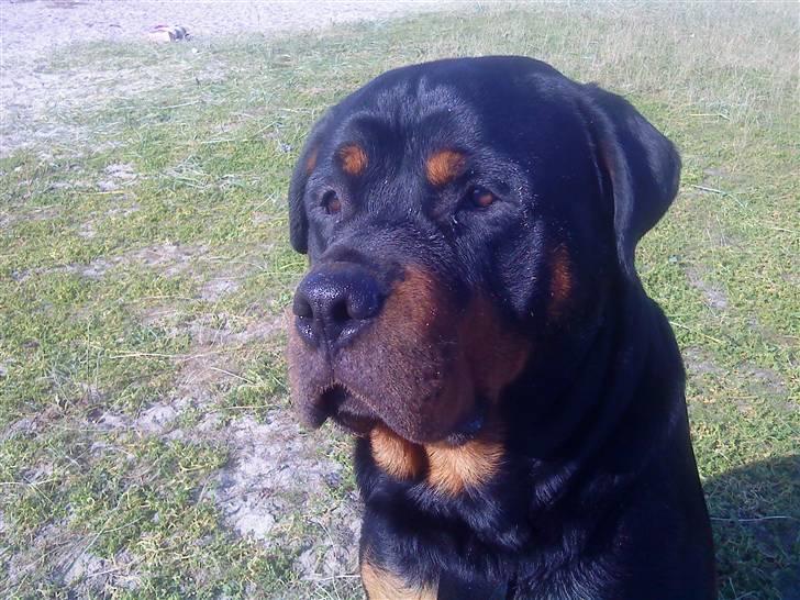 Rottweiler Rico<3 - Ja det så mig Rico... billede 2