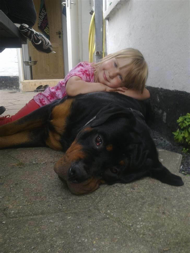 Rottweiler Rico<3 - Det så min søster vininde datter...det lige sige Rico er ikke vandt til små børn ..det føst gang de ser henden :) billede 3