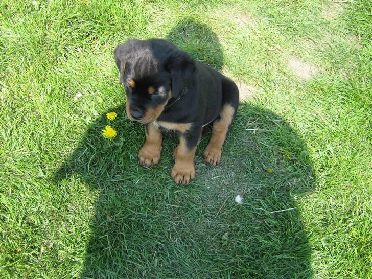 Rottweiler Rico<3 - dejligt være i have med mor billede 5