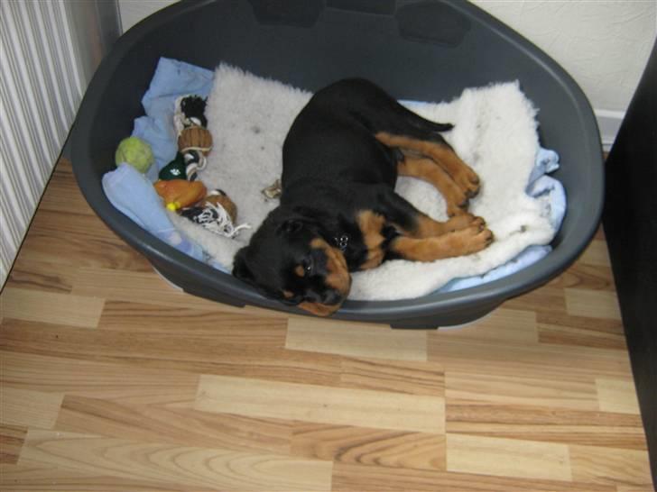 Rottweiler Rico<3 - Dejligt få sin egne seng... billede 6