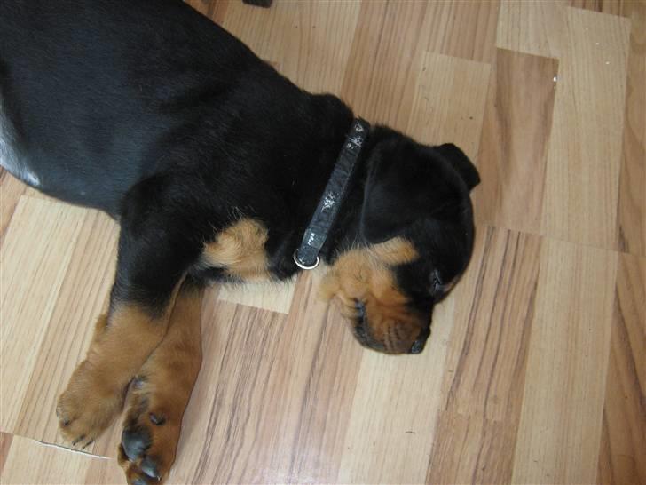 Rottweiler Rico<3 - Jeg træt efter en lang fra fyn... billede 19
