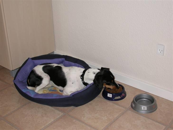 Dansk svensk gaardhund Perle - 14-8-2006 , lidt doven er man vel altid billede 7