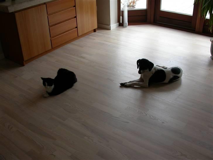 Dansk svensk gaardhund Perle - 24-6-2006 billede 8