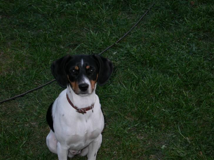 Dansk svensk gaardhund Perle - 7-5-2006 billede 9