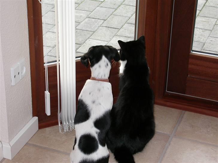 Dansk svensk gaardhund Perle - 12-2-2006 billede 10