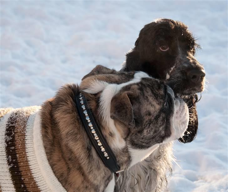 Cocker spaniel Castello - Iiih hvorfor skal hun hele tiden kysse ! billede 18