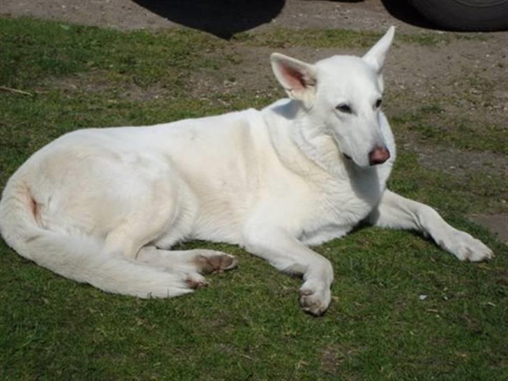 Hvid schæfer Rico - Lige fyldt 8 år billede 16