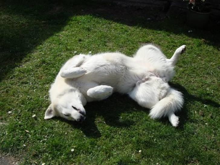 Blanding af racer Nanoq - Det er skønt i solen billede 8