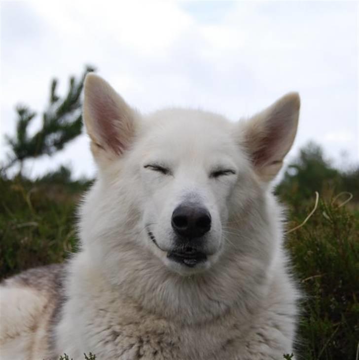 Blanding af racer Nanoq billede 1