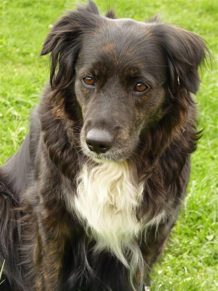 Blanding af racer Tessie - Velkommen til Tessies profil :] <3 billede 1