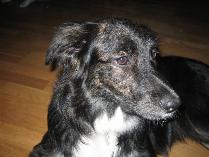 Blanding af racer Tessie - Farligt kamera! Oo :D billede 2