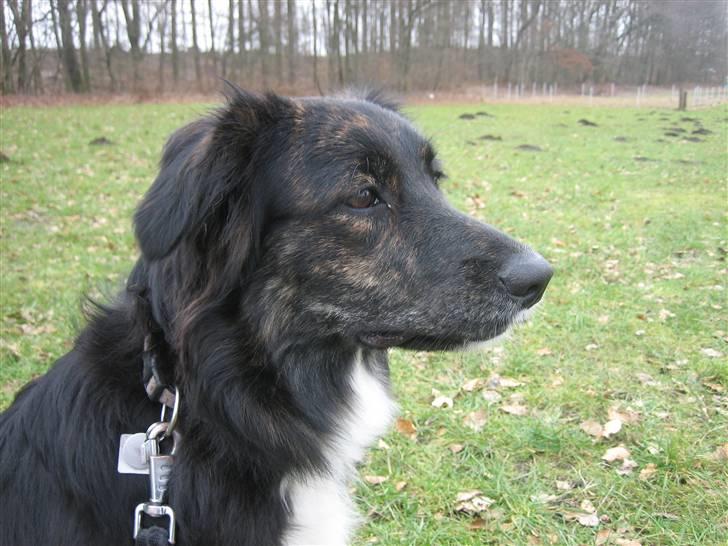 Blanding af racer Tessie - Ude på træningspladsen (: billede 3