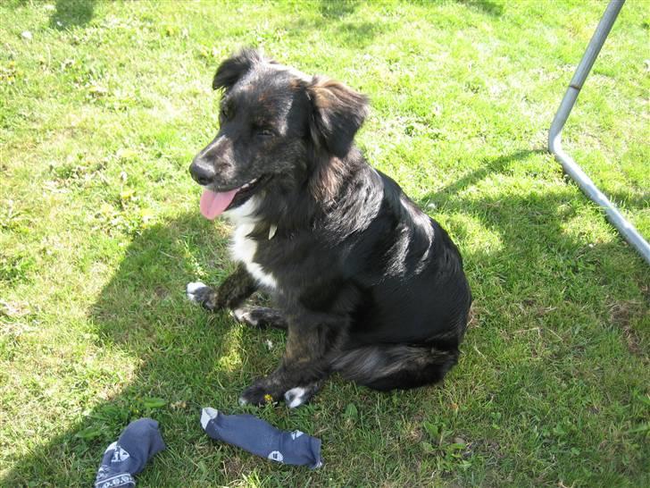 Blanding af racer Tessie - Skygge under trampolinen xD billede 4