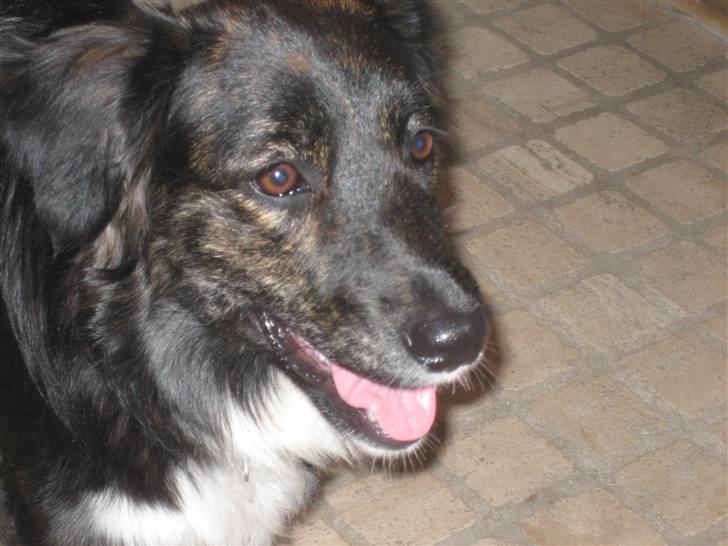 Blanding af racer Tessie - GLO! billede 5