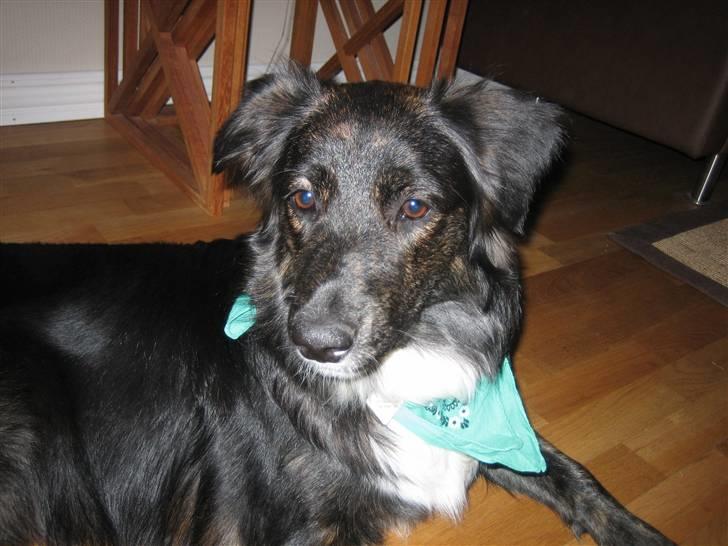 Blanding af racer Tessie - Mexikaner :D billede 6