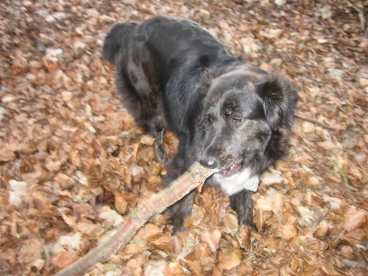 Blanding af racer Tessie - Gumle gumle.. billede 7