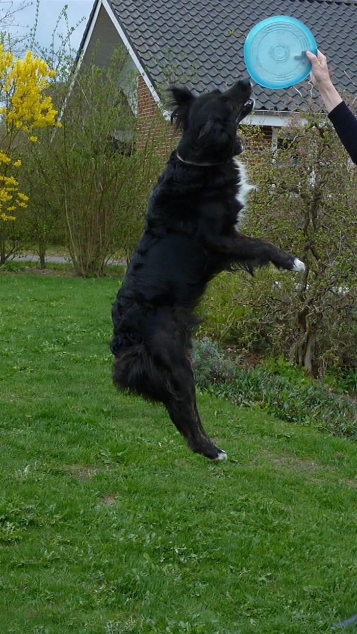 Blanding af racer Tessie - Jeg må bare have den! :D billede 8