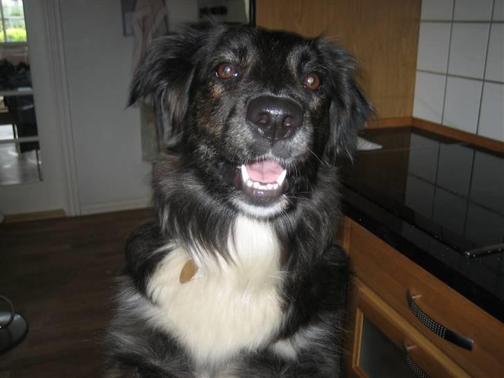 Blanding af racer Tessie - På to ben! (; billede 9