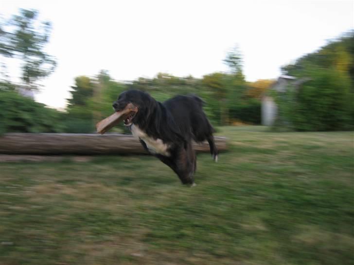 Blanding af racer Tessie - MIN pind! :) billede 10