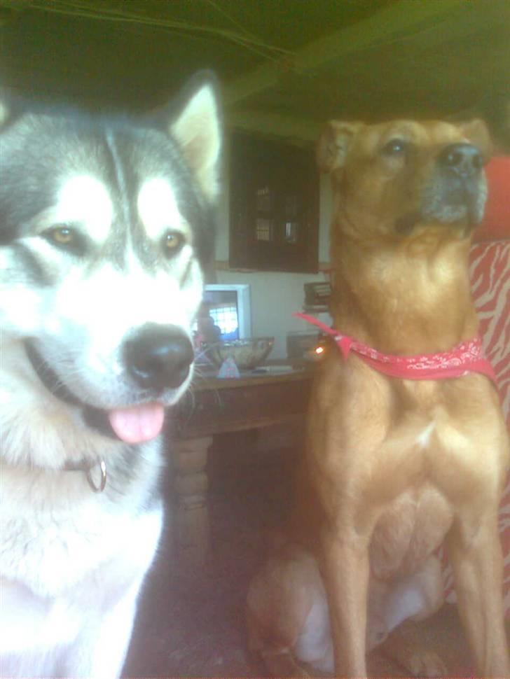 Rhodesian ridgeback Markus | Min Fars | billede 15