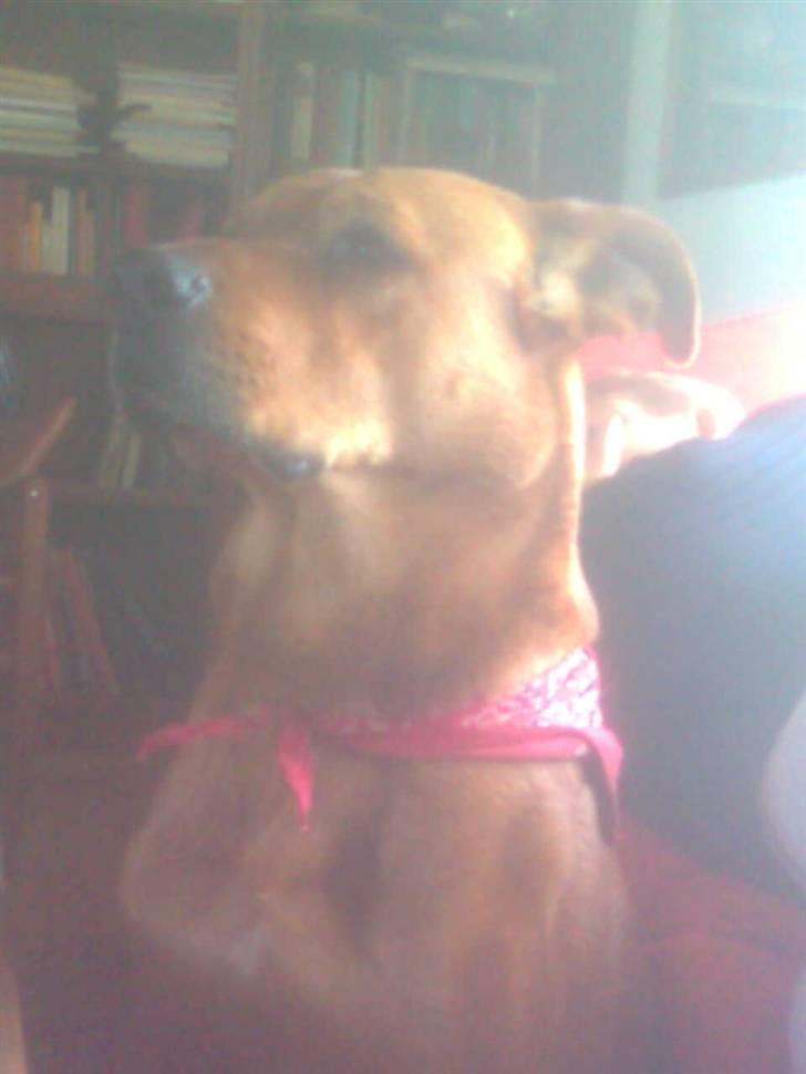 Rhodesian ridgeback Markus | Min Fars | billede 16