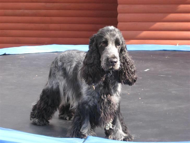 Cocker spaniel Basil billede 11