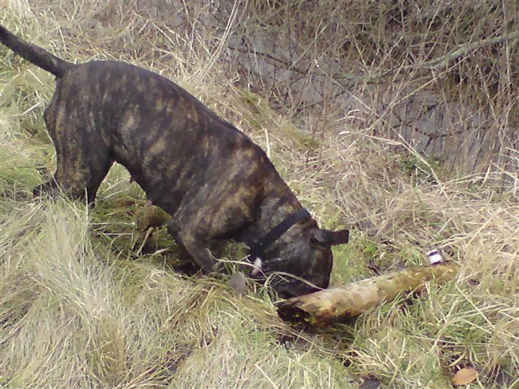 Amerikansk staffordshire terrier Malou R.I.P billede 19