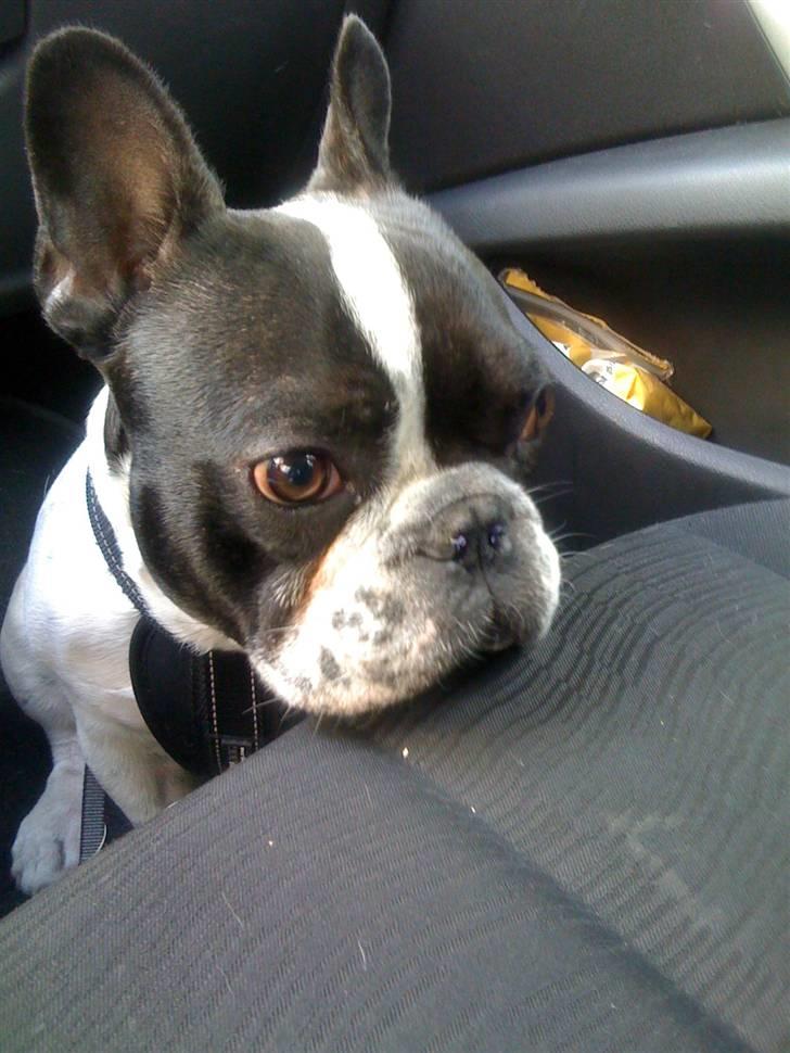 Fransk bulldog Hannibal - Skal jeg virkelig sidde her alene med dig, far ;o) billede 16