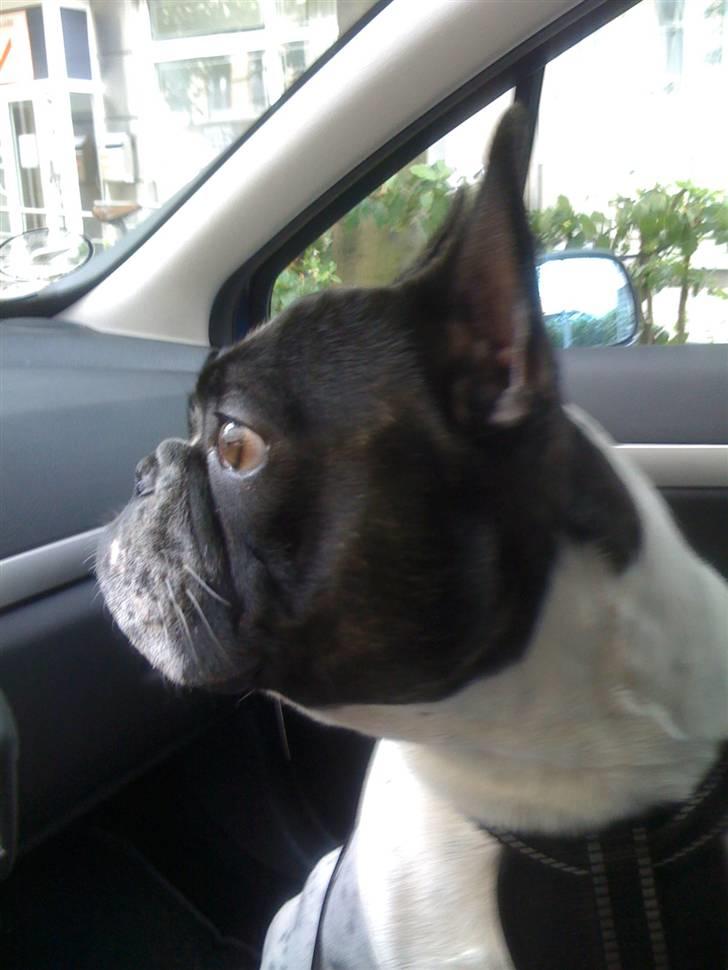 Fransk bulldog Hannibal - Hvor blev mor pludselig af? billede 17