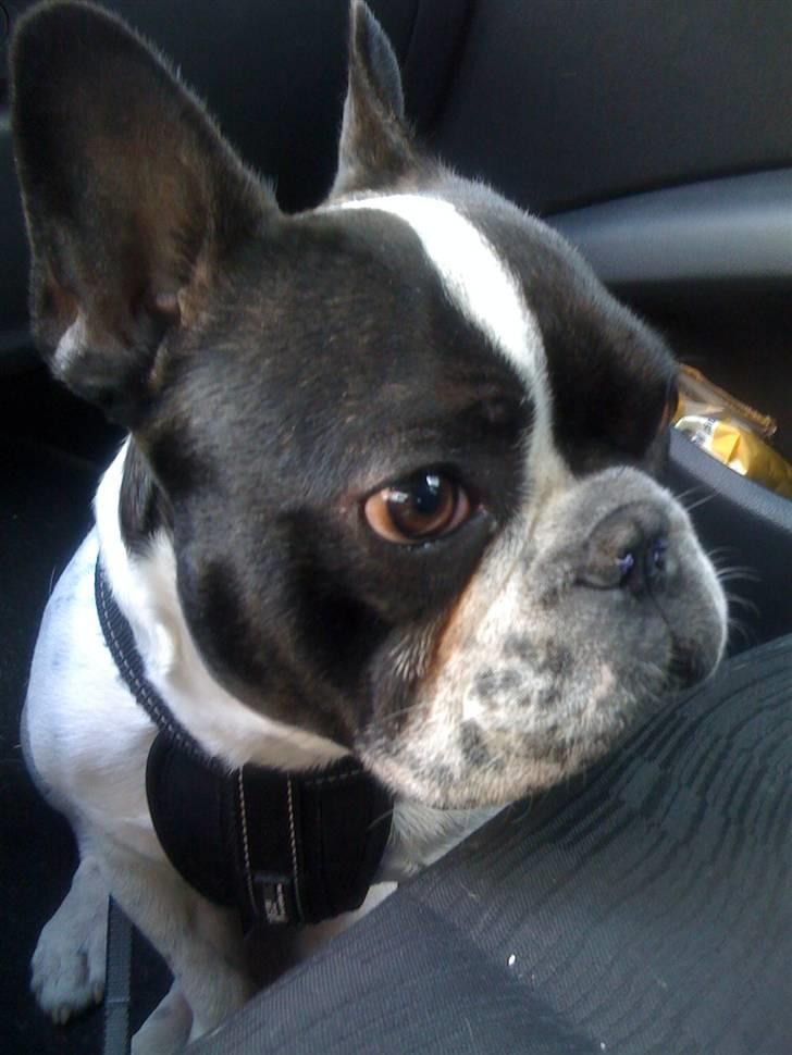 Fransk bulldog Hannibal - Se mine nye næsebor ;) billede 18