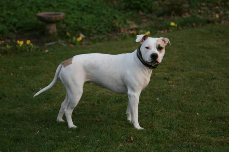 Amerikansk staffordshire terrier Ally (lulle) billede 17