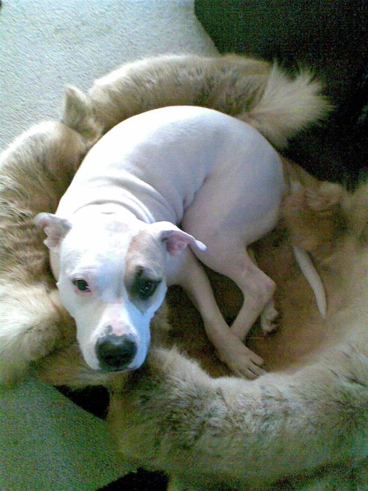 Amerikansk staffordshire terrier Ally (lulle) billede 18