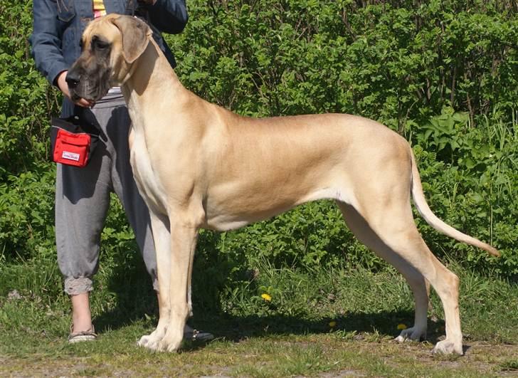 Grand danois Grand de feld´s Qeeza R.I.P billede 1