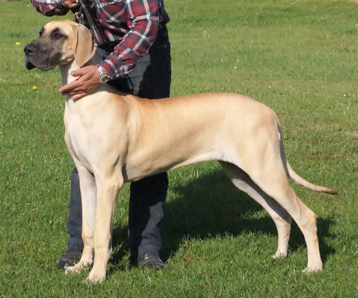 Grand danois Grand de feld´s Qeeza R.I.P billede 2