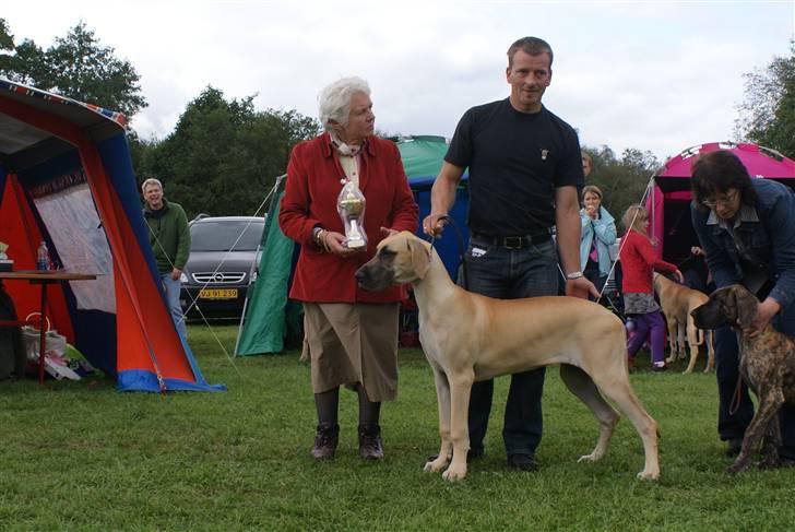 Grand danois Grand de feld´s Qeeza R.I.P billede 3