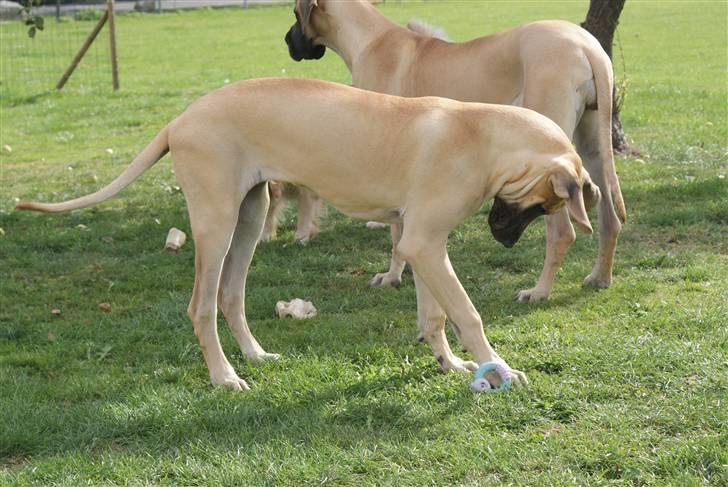 Grand danois Grand de feld´s Qeeza R.I.P billede 4