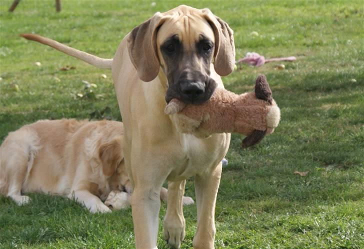 Grand danois Grand de feld´s Qeeza R.I.P billede 5